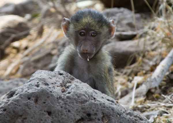 Mono Babuino - parque nacional lago Manyara - Tanzania 4.jpg